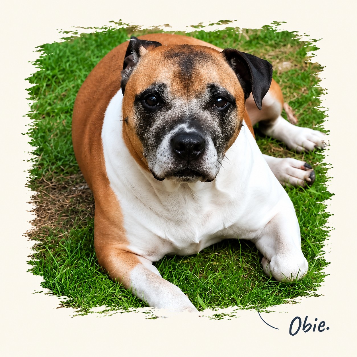 Obie, a tan and white Staffordshire Bull Terrier with a greying muzzle, lying on the grass and looking at the camera, with his name handwritten below