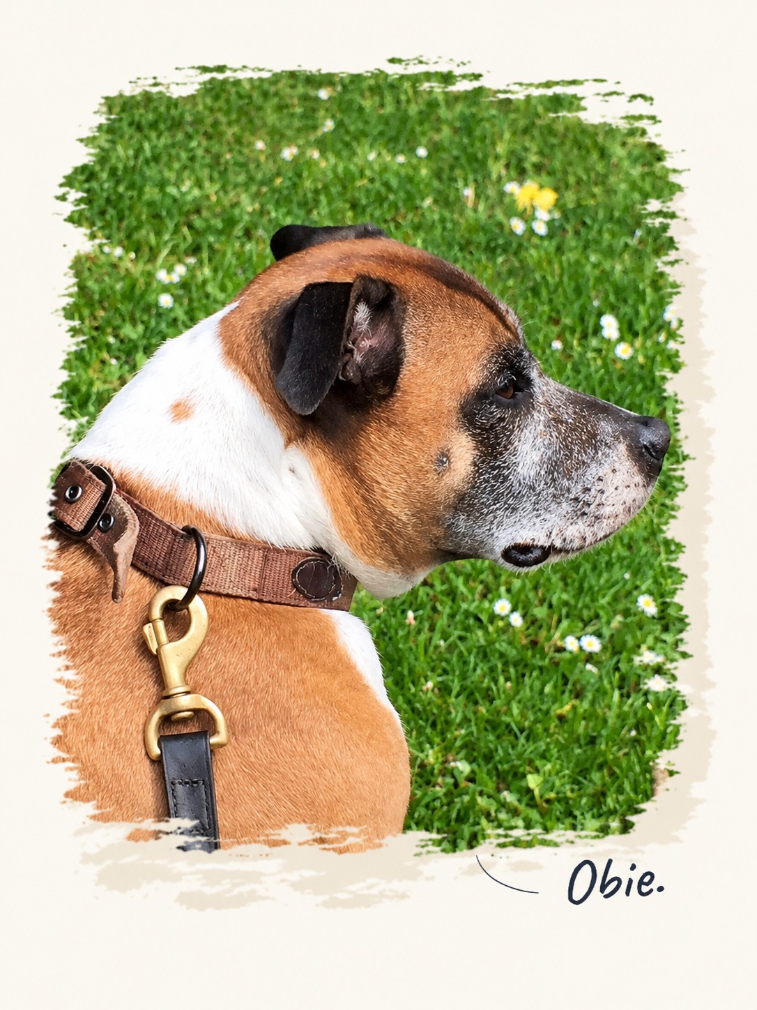 Obie in profile on a daisy-covered lawn, wearing a brown collar and lead, with his name handwritten below