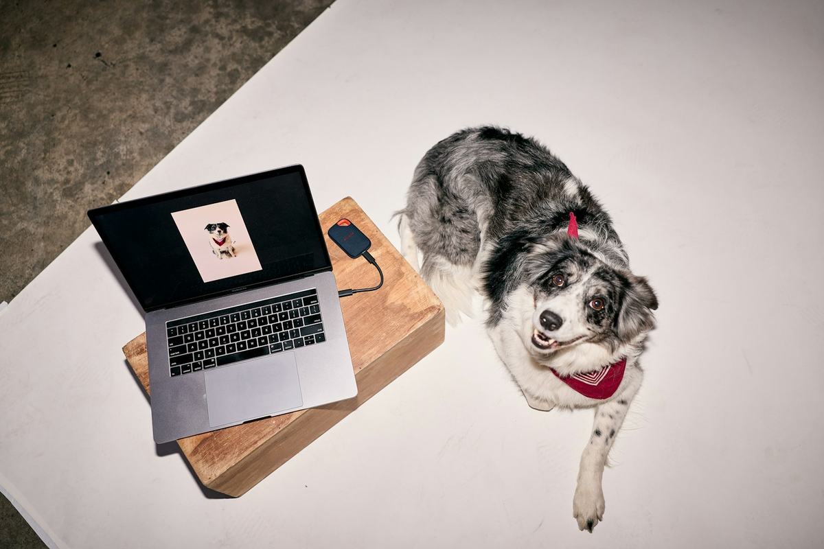 A dog lying beside an open laptop, seen from above