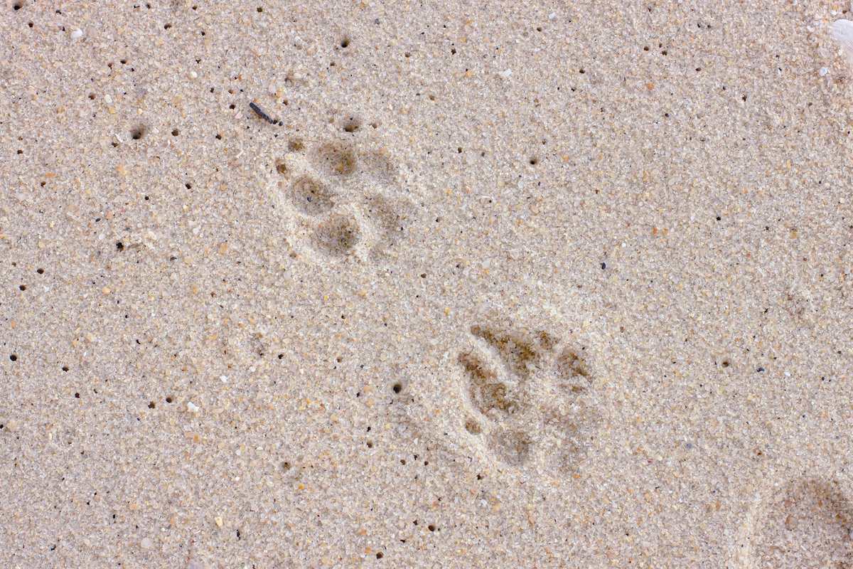 Paw prints in soft sand