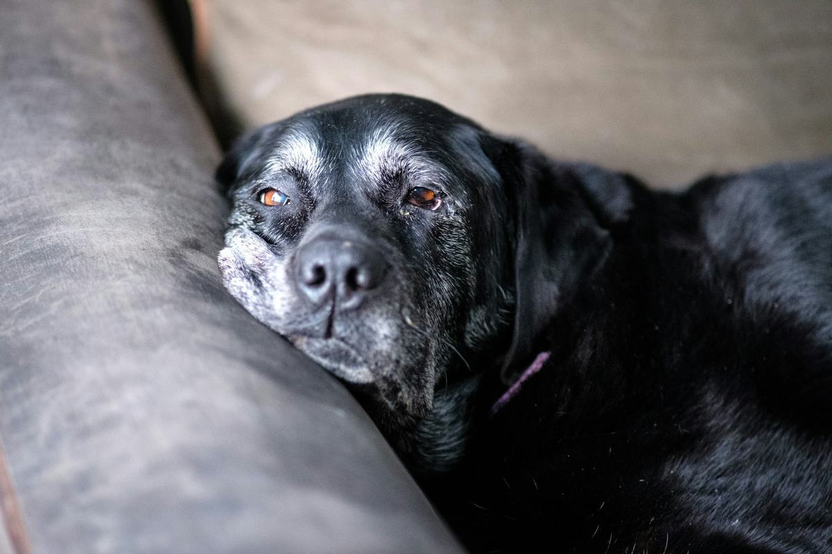 An older black dog with a grey muzzle resting on a sofa