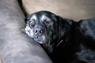 An older black dog with a grey muzzle resting on a sofa