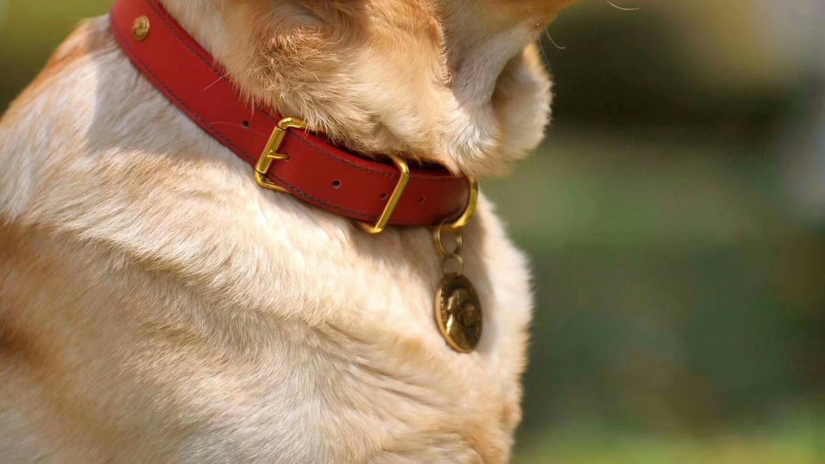 Close-up of a dog wearing a red collar with a brass name tag
