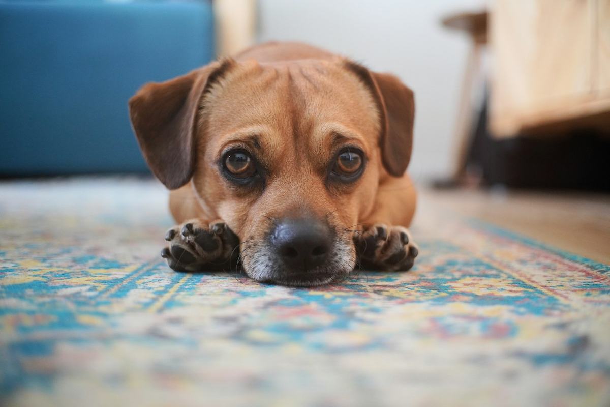 A puppy lying on a patterned rug, looking at the camera