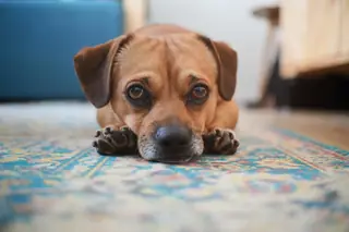 A puppy lying on a patterned rug, looking at the camera