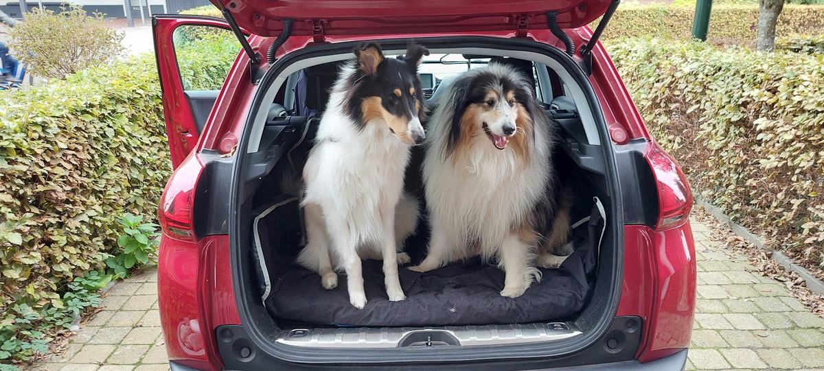 Two dogs sitting in the open boot of a car on a boot liner, ready to travel