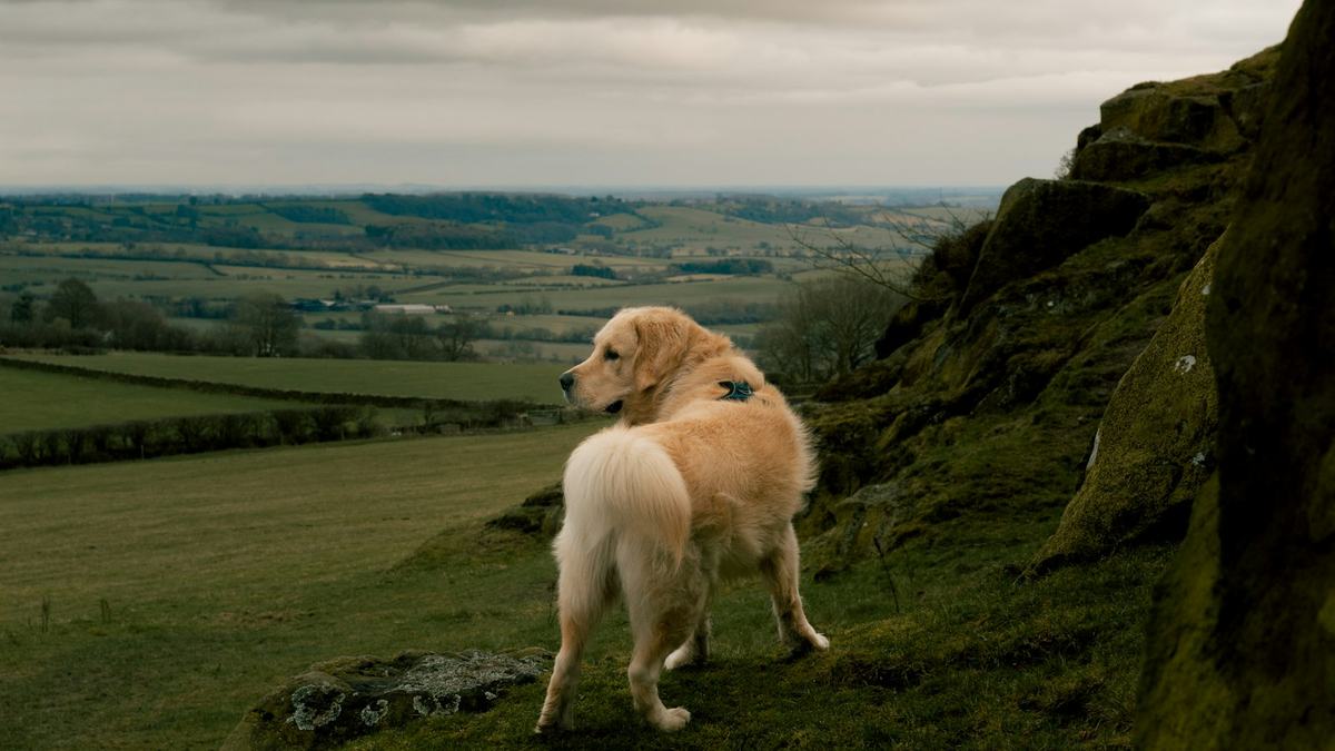 A dog standing on a green hillside looking out over the countryside