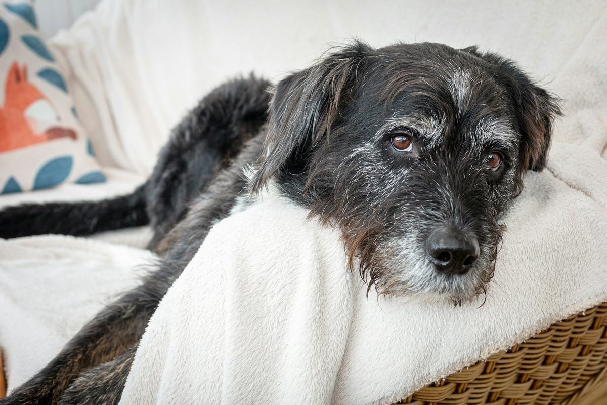 An older dog with a grey muzzle resting on a soft white blanket in a wicker dog bed