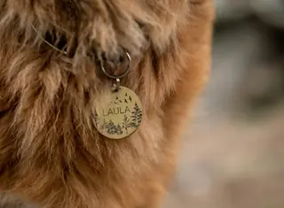 Close-up of a brass tag on a dog's collar