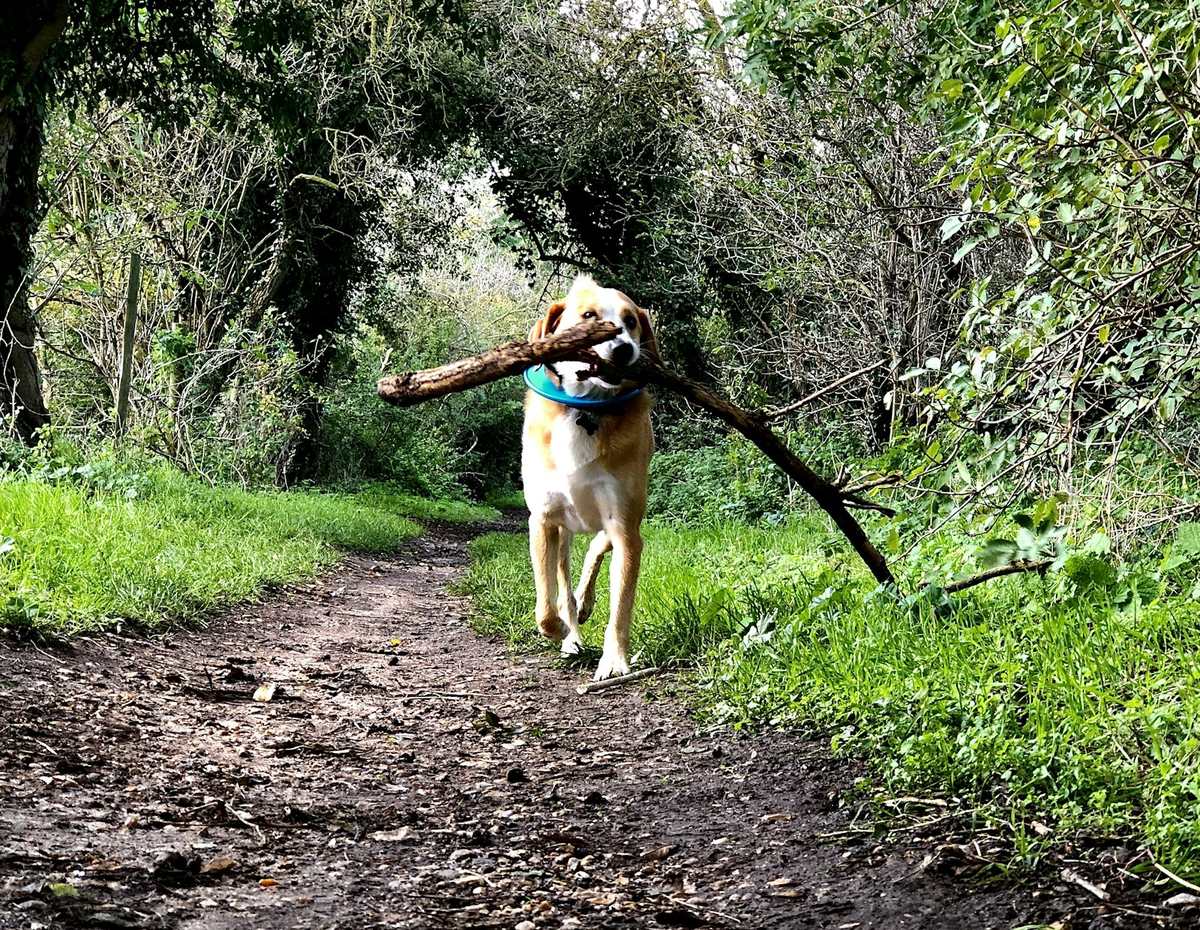 A dog carrying a big stick along a muddy woodland path